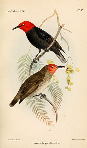 Black-bellied myzomela